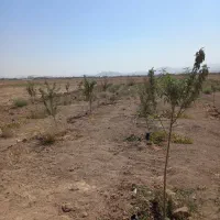 فوریباغبادرخت،ابیاریقطره ای