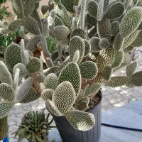 کاکتوس اپونتیا (گوش خرگوشی)