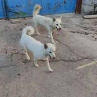 پاکوتاه روباهی