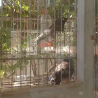 مرغ مینا|پرنده|اصفهان, رهنان|دیوار