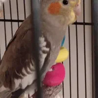 جوجه عروس هلندی|پرنده|پردیس, فاز ۱۱|دیوار