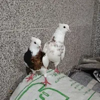 طوقی چاپدار