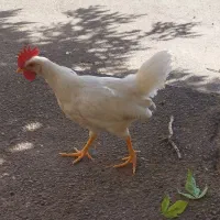خروس جوجه