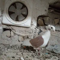 دوکت سرخ گلالی