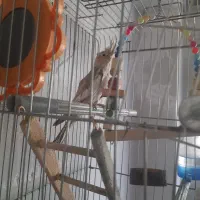 عروس هلندی  زیبا ماده بدون قفس