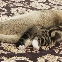 گربه بریتیش بلک گلد و تابی پا کوتاه نر ۴ ماهه|گربه|تهران, مشیریه|دیوار