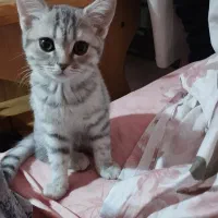 گربه بریتیش چین چیلا|گربه|تهران, منیریه|دیوار