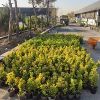 خدمات باغبانی