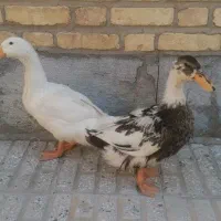 عروس  اردک خروس مرغ مرند  یکی مرغ سلطان