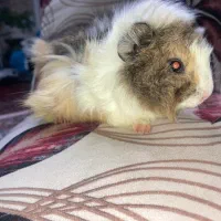 خوکچه هندی سالم و پر انرژی و بازیگوش|موش و خرگوش|تهران, فلسطین (میدان انقلاب)|دیوار