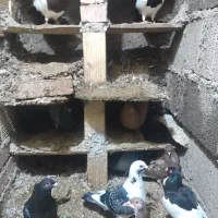 کبوتر همه رقم|پرنده|ترکمانچای, |دیوار