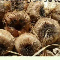 ۲تن پیاز داخل طوری اماده فروش|خوردنی و آشامیدنی|سبزوار, قصبه شرقی|دیوار