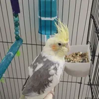 عروس هلندی رام و دستی