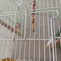 پرنده فنچ با قفس