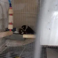 طوطی برزیلی|پرنده|تهران, گلاب دره|دیوار