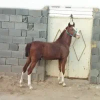 اسب