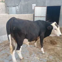 گوساله سیمینتال