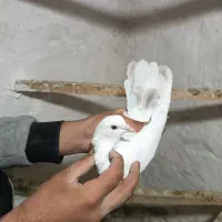 کبوتر|پرنده|کرمانشاه, |دیوار