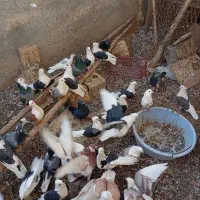 کبوتر دوکت|پرنده|زارچ, |دیوار