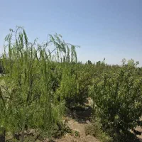 250-متر-باغچه-شهرکی-بی-نظیر