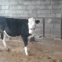 گاو شیری وگوساله ماده داشتی|حیوانات مزرعه|لالی, |دیوار