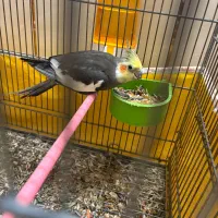 جفت عروس هلندی سالم و سرحال (همراه با وسایل)