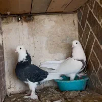 کبوتر زینتی