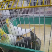 عروس هلندی نر به همراه ۳عددجوجه