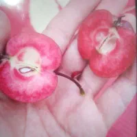 نهالستان محسن اکبری درخت کاج|خدمات باغبانی و درختکاری|مشهد, سیسآباد|دیوار