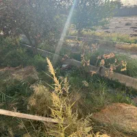 نگهبان شب - ساحتمان