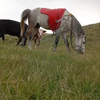 اسب کرد بسیار آرومو سواری دار