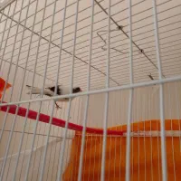 قناری|پرنده|گلمکان, |دیوار