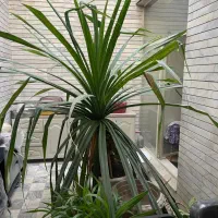 گل آپارتمانی