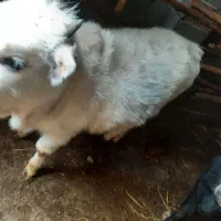 گاو|حیوانات مزرعه|سنگر, |دیوار