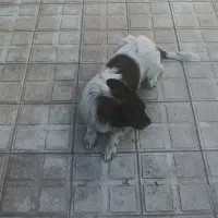 سگ پاکوتاه سیاه سفید نر|سگ|شیروان (خراسان), |دیوار