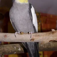 عروس هلندی نر سخنگو معاوضه با قناری نر یا سیره نر