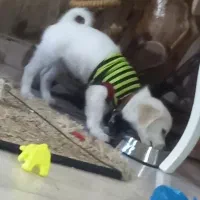 اشپیتز قیمت 5فوری|سگ|کهریزک, |دیوار