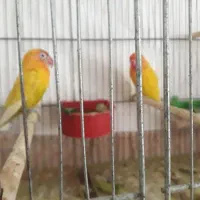 ۲ جفت طوطی برزیلی نر وماده بسیار زیبا|پرنده|کازرون, |دیوار