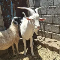 نری سانن