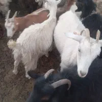 بز سانن جوان|حیوانات مزرعه|آبیک, |دیوار