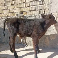 گوساله شیری|حیوانات مزرعه|کامفیروز, |دیوار