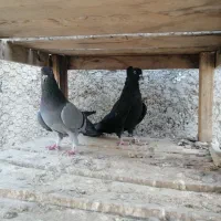 کبوتر دمگیر دوبحر واصفهانی 1/500|پرنده|خمینیشهر, |دیوار