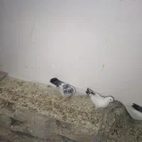 کفتر فروشی|پرنده|کهنوج, |دیوار