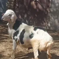 بره قوچی پوست گاوی اصل