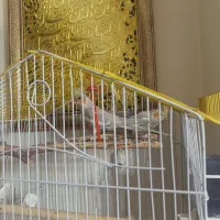 عروس هلندی سخنگو|پرنده|اسلام‌شهر, شهرک سعیدیه|دیوار