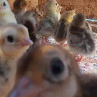 جوجه بلژیکی و لیمویی