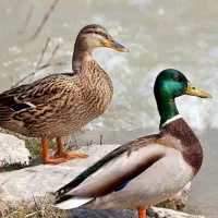 اردک محلی و نمایی