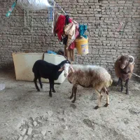 گوسفند بره دار با بره نر در خانه ایی و‌داشتی|حیوانات مزرعه|گرگان, |دیوار