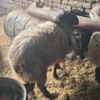 بره نر|حیوانات مزرعه|بیرجند, |دیوار