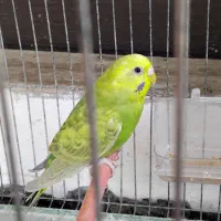 ۴تا مرغ عشق خوش رنگ|پرنده|رشت, کوی حسینی|دیوار